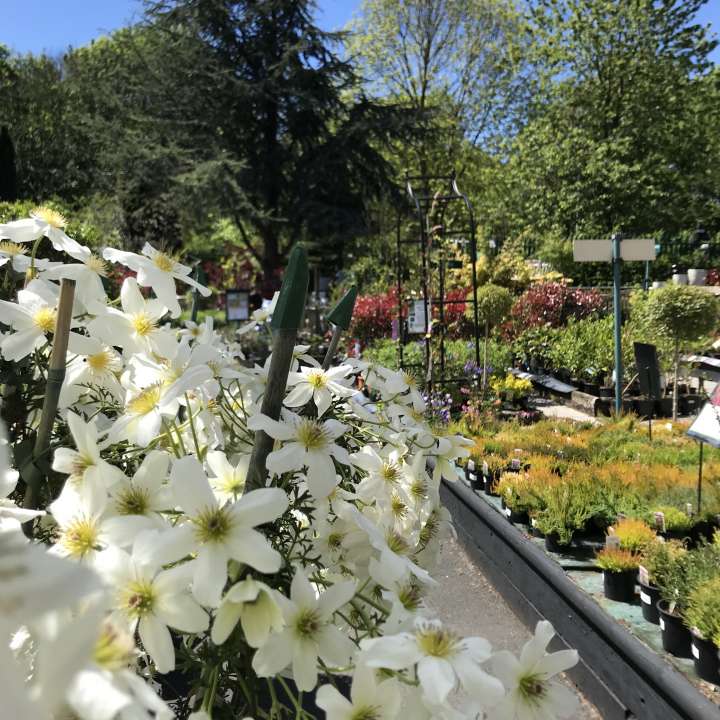 Plants & Gardening Birkacre Garden Centre