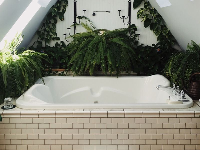 Top 4 Houseplants for in the bathroom