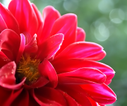 Hints & Tips for Chorley Flower Show Drop-in session