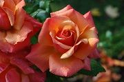 Rose Festival Week 15th-23rd June 2019