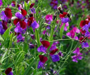 Sweet Pea Weekend 6-7th April 2019