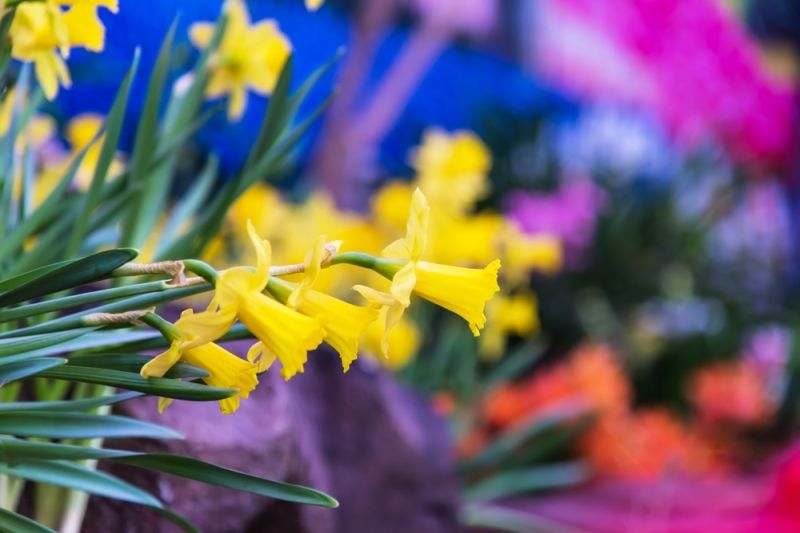 15 gardening tips for March