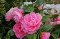 Plant of the Week-Camellias