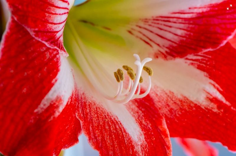 Growing Amaryllis Bulbs