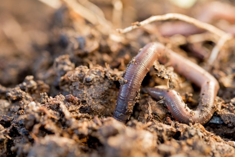 Helping earthworms