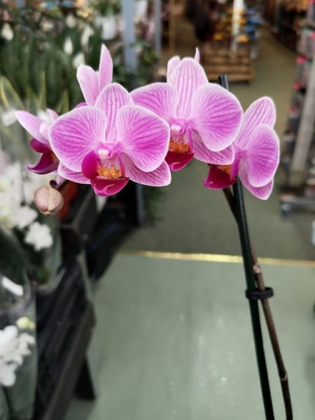 House Plant of the Week Phalaenopsis