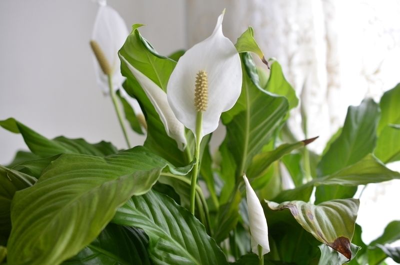 Houseplant of the month: Peace Lily