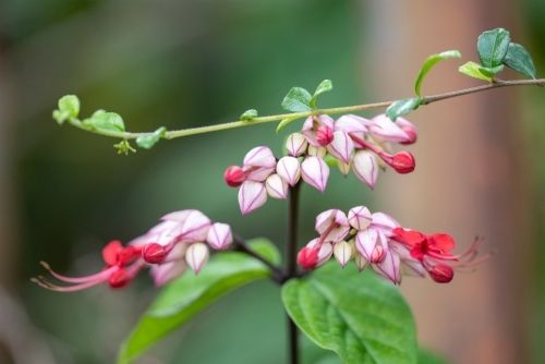 How to encourage late summer flowers?