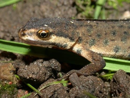 How to encourage newts into your garden?