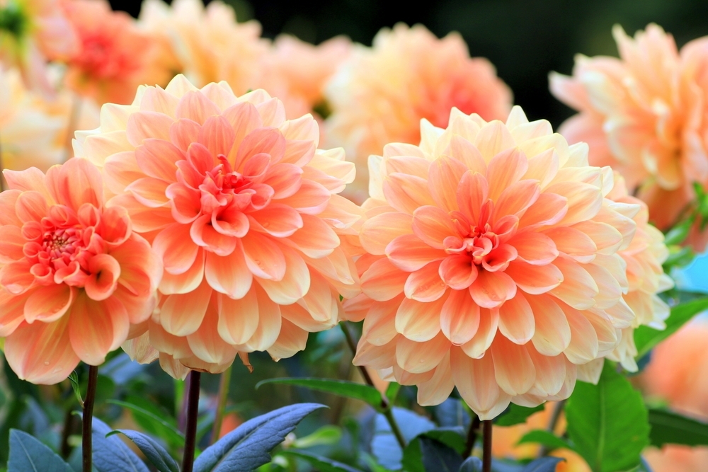 How to grow dahlias Birkacre Garden Centre