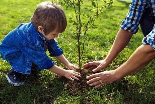 How to plant trees and shrubs?