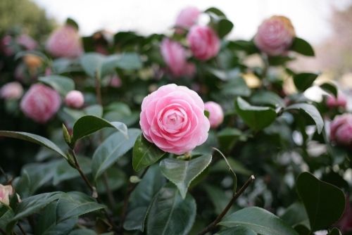 Looking after your Camellias