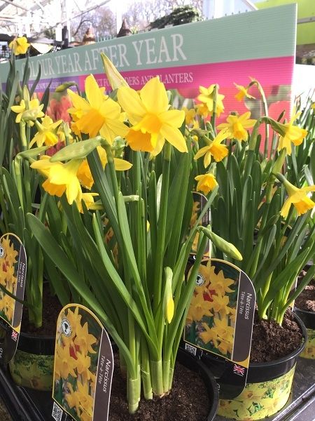 Outdoor Plant of the Week: Narcissus Tete-a Tete