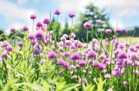 Plant a row of chives