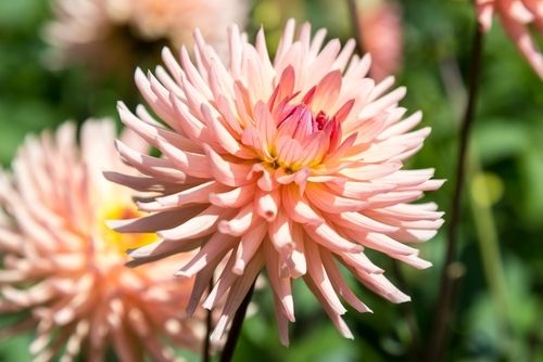 Plant of the Week: Chrysanthemum