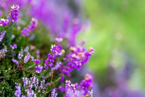 Plant of the Week: Erica (heather)