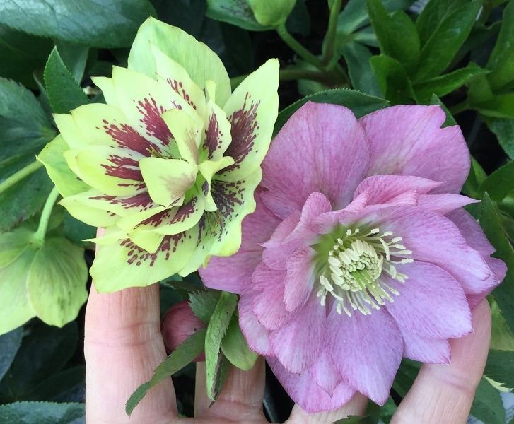 Plant of the Week Hellebore