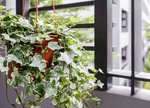 Plant of the Week: Ivy