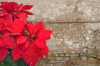 Plant of the Week: Poinsettia