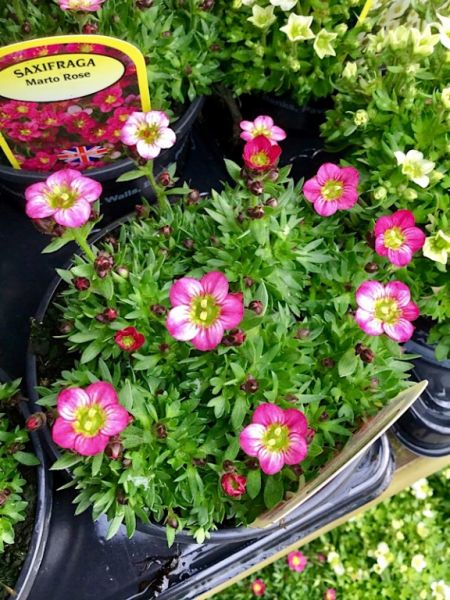 Plant of the Week Saxifraga