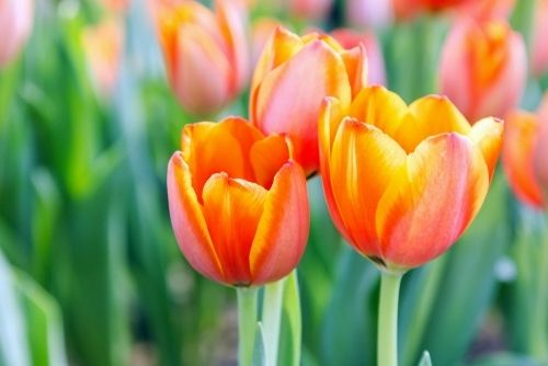 Plant of the Week: Tulip