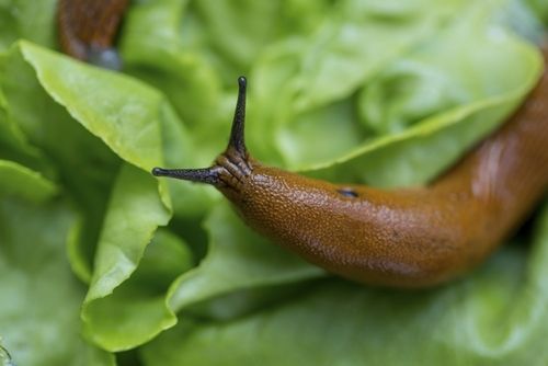 The anti-slug experiment