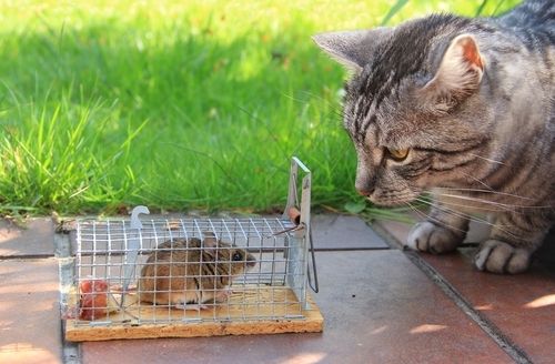 Tips on tackling mice in your garden