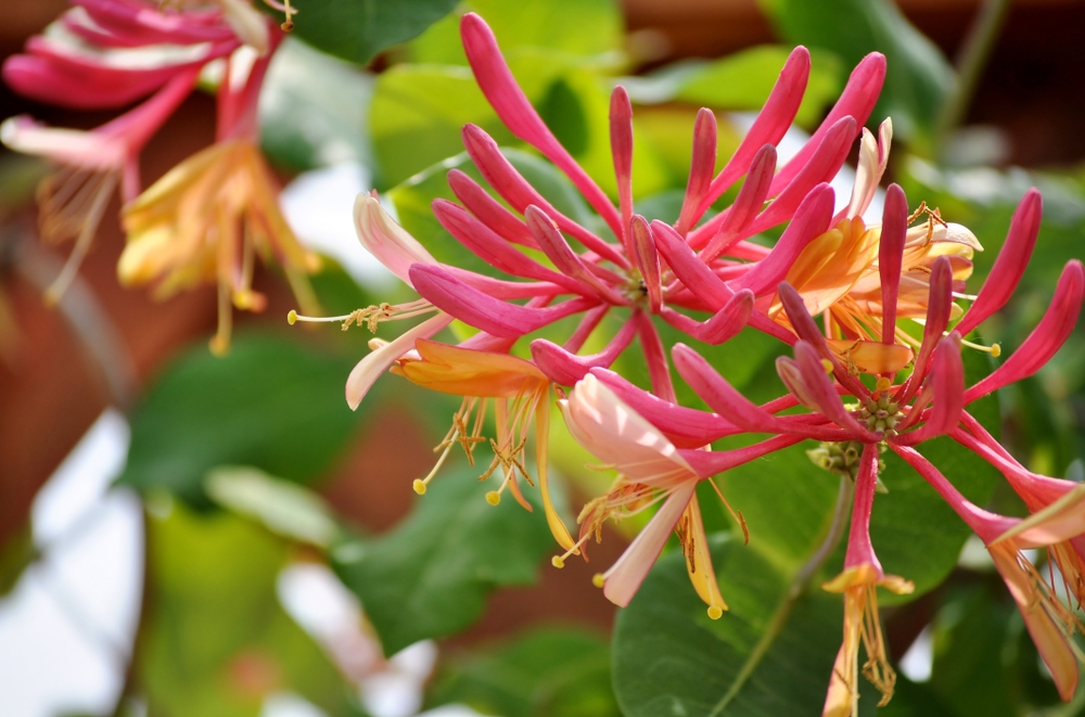 Top 10 scented plants Birkacre Garden Centre