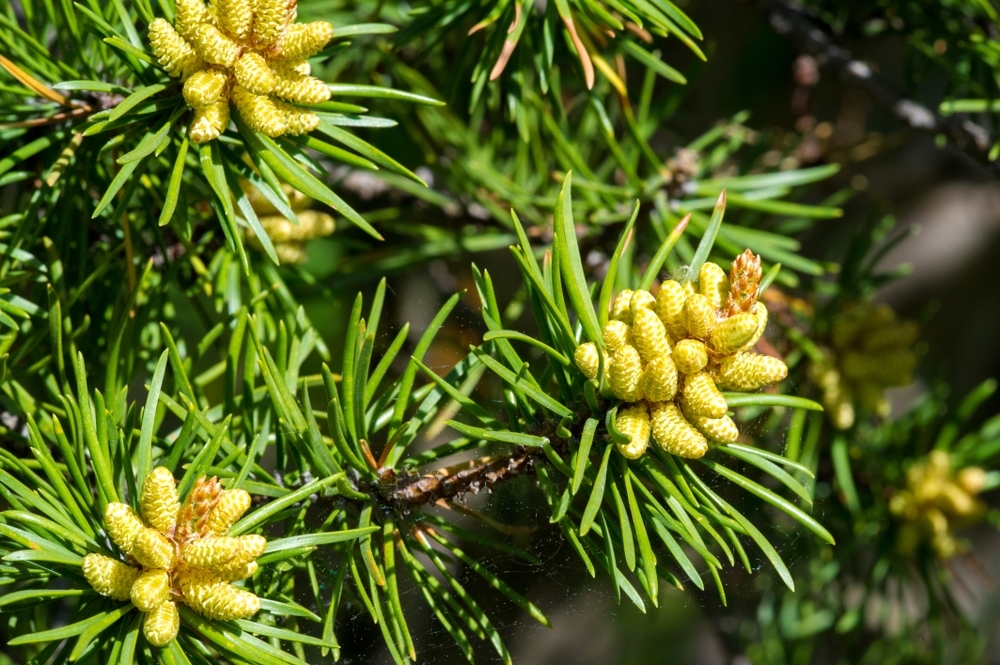 Top 5 reasons to grow conifers Birkacre Garden Centre