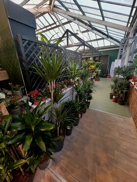 Houseplants