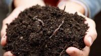 Compost