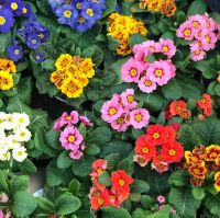 Plants