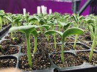 Propagation